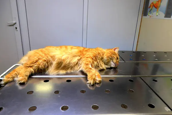Castration of cat under anesthesia. A red, yellow cat lies on operating table in veterinary clinic, hospital, under anesthesia, unconscious. Veterinary office