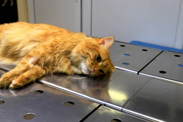 Castration of cat under anesthesia. A red, yellow cat lies on operating table in veterinary clinic, hospital, under anesthesia, unconscious. Veterinary office