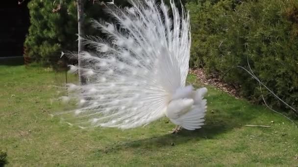 年轻貌美的孔雀把尾巴铺在绿草上 白孔雀跳着婚舞 在公园 动物园里炫耀羽毛 — 图库视频影像