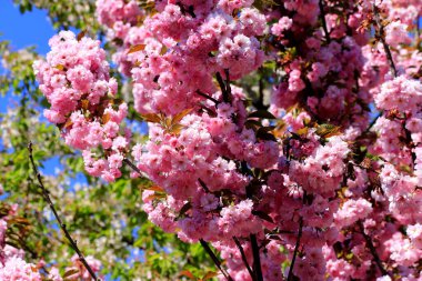 Deniz kıyısındaki güzel deniz dalgaları, deniz suyu köpüğü. Bulutlu gökyüzü, fırtına, fırtına, kötü hava