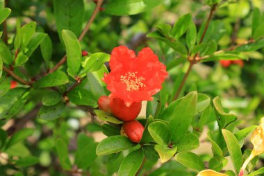 Kırmızı yakut çiçeği ağaçta çiçek açar. Güneyli sağlıklı meyve nar, bahçede nar ağacı.