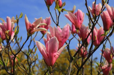 İlkbaharda güzel manolya ağaçları çiçek açar. Jentle Çin kırmızı manolya çiçeği. Romantik çiçek arkaplanı.