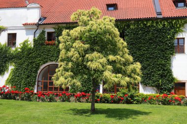 Yenilebilir kestane ağacı, çiçekler açar. Tatlı kestane ağacı, Castanea sativa. Tatlı Kestane çiçekleri, İspanyolca ya da eski manastırda kestane. Prag, Çek Cumhuriyeti