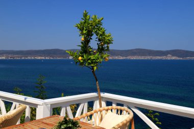 Olgun limon gün ışığında ağaç dalında. Yakın plan. Nessebar Bulgaristan 'da deniz zeminine karşı limon ağacı