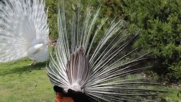 年轻貌美的孔雀把尾巴铺在绿草上 白孔雀跳婚舞 在公园 动物园 农场展示羽毛 — 图库视频影像