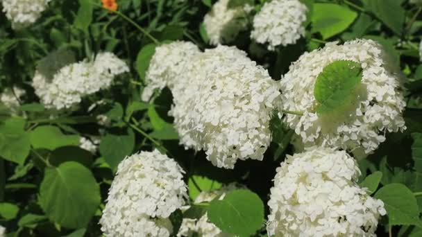 Białe Romantyczne Kwiaty Hortensji Kołyszą Się Wietrze Zbliżenie Ogród Rośliny — Wideo stockowe