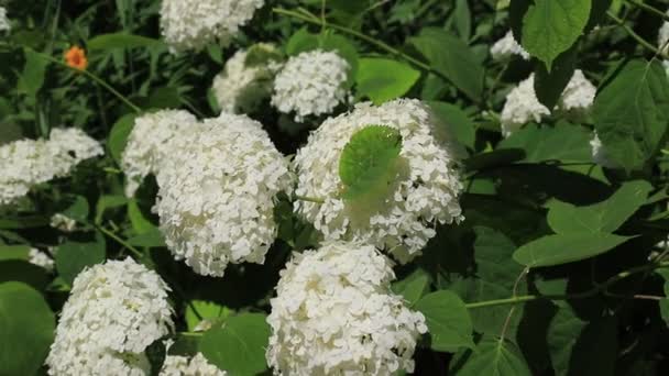 Beyaz Romantik Ortanca Çiçekleri Rüzgarda Sallanıyor Yakın Plan Bahçe Süs — Stok video