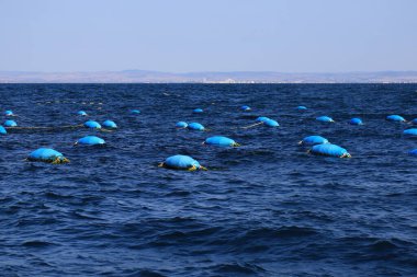 Karadeniz 'de istiridye ve midye çiftliği. İstiridyeli konteynırlar. Bulgaristan 'da gurmeler için egzotik deniz ürünleri, deniz ürünleri yetiştiriliyor. Restoranlar ve kafeler için yiyecek.
