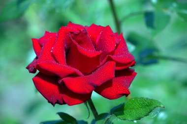 Çiçek kırmızısı gül, yeşil arka planda tek başına, açık havada, güzel pembe burgundy gülleri su damlaları, bahçedeki çiğ taneleri.