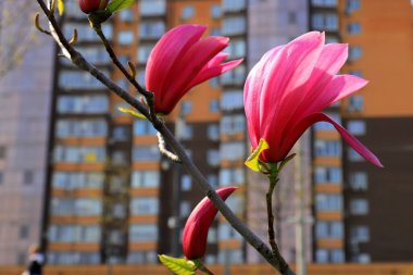 İlkbaharda güzel manolya ağaçları çiçek açar. Jentle Çin kırmızı manolya çiçeği. Romantik çiçek arkaplanı.
