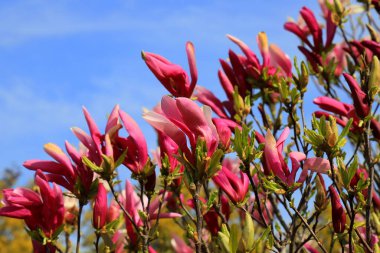 İlkbaharda güzel manolya ağaçları çiçek açar. Jentle Çin kırmızı manolya çiçeği. Romantik çiçek arkaplanı.