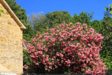 Ev bahçesinde pembe zakkum çiçekleri açıyor. Neryum zakkum ağacı, kırmızı kiremit çatılı eski evin yanındaki bitki. Pembe yaz arkaplanı, manzara tasarımı