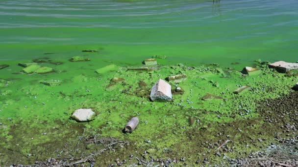 푸른녹색조류가피어오르는수질오염은세계환경문제입니다 유해한 Algal 생태학 — 비디오
