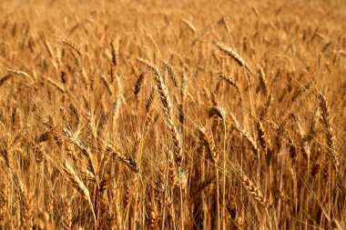 Buğday kulakları, sarı tarla arka planı, doğa. Zengin yaz hasadı, tarım, gıda üretimi. Buğday eksikliği, Ukrayna 'dan buğday ihracatı. Spikelet 'e odaklan