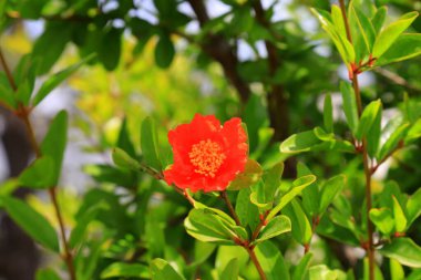 Kırmızı yakut çiçeği ağaçta çiçek açar. Güneyli sağlıklı meyve nar, bahçede nar ağacı.