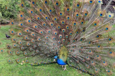 A bright blue beautiful peacock with long tail and feathers dances mating dance in park, zoo. Peacock feather background. Nature walks in summer and spring