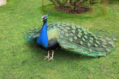 A bright blue beautiful peacock with long tail and feathers dances mating dance in park, zoo. Peacock feather background. Nature walks in summer and spring clipart