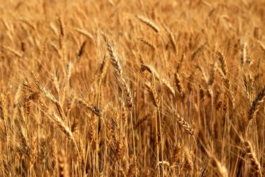 Buğday kulakları, sarı tarla arka planı, doğa. Zengin yaz hasadı, tarım, gıda üretimi. Buğday eksikliği, Ukrayna 'dan buğday ihracatı. Spikelet 'e odaklan
