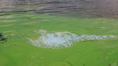 Çiçek açan mavi yeşil yosunların yol açtığı su kirliliği dünya çevresel sorunudur. Su, nehir ve göllerde zararlı alg çiçekleri var. Ekoloji, kirlenmiş doğa