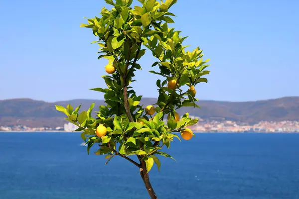 stock image Ripe lemon on tree branch in sunlight. Close-up. Lemon tree against background of sea in Nessebar Bulgaria