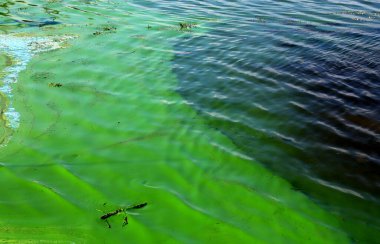 Water pollution by blooming blue green algae - is world environmental problem. Water, rivers and lakes with harmful algal blooms. Ecology, polluted nature clipart