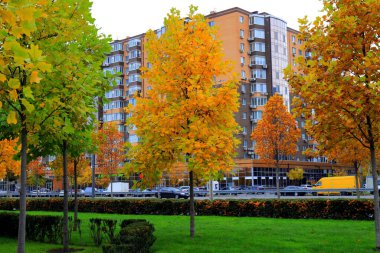 Akçaağaç ağaçlı sonbahar sokağı, sarı. Kırmızı yapraklar, şehir manzarası. Güzel sonbahar yaprakları, şehir Dnipro, Ukrayna. Kartpostal, Ekim, Kasım duvar kâğıdı takvimi