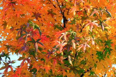 Japon akçaağacı, palmiye ağacı, sonbahar ağacı, sarı, kırmızı, turuncu, yapraklar, sonbahar manzarası. Yaprak dökülen Japon akçaağacı. Takvim, mevsimlerin kartpostalı, Ekim, Kasım ayı duvar kağıdı