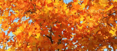 Sarı akçaağaç, sonbahar ağacı sarı, turuncu, yapraklı, sonbahar manzaralı. Yaprak düşüşünde dekoratif akçaağaç. Takvim, mevsimlerin kartpostalı, Ekim, Kasım, duvar kağıdı