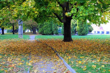 Sarı yapraklı sonbahar ağacı akçaağacı. Resimli sonbahar manzarası. Sarı akçaağaç. Yeşillikte güzel bir cadde, şehir Dnipro, Ukrayna. Kartpostal, Ekim, Kasım, duvar kağıdı takvimi