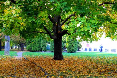Sarı yapraklı sonbahar ağacı akçaağacı. Resimli sonbahar manzarası. Sarı akçaağaç. Yeşillikte güzel bir cadde, şehir Dnipro, Ukrayna. Kartpostal, Ekim, Kasım, duvar kağıdı takvimi