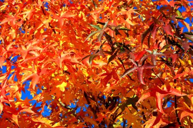 Japon akçaağacı, palmiye ağacı, sonbahar ağacı, sarı, kırmızı, turuncu, yapraklar, sonbahar manzarası. Yaprak dökülen Japon akçaağacı. Takvim, mevsimlerin kartpostalları, duvar kağıtları.