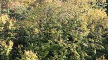 Sonbahar sarı portakal ağaçları ve yapraklar ormanda rüzgarda sallanıyor, park. Sonbaharda güzel bir yaprak düşer