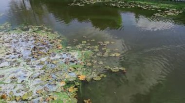 Çiçek açan mavi yeşil yosunların yol açtığı su kirliliği dünya çevresel sorunudur. Su vücutları, nehirler ve alglerin açtığı göller. Ekoloji, kirlenmiş doğa.