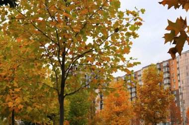 Sonbahar sokağında akçaağaç ağaçları, sarı kırmızı yapraklar, şehir manzarası. Güzel sonbahar yaprakları, şehir Dnipro, Ukrayna. Kartpostal, Ekim, Kasım, duvar kağıdı takvimi
