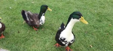 Büyük, gri ve beyaz bir ördek, yeşil çimlerde yürüyor. Köydeki bir çiftlikte kümes hayvanları. Su kuşları, kazlar.