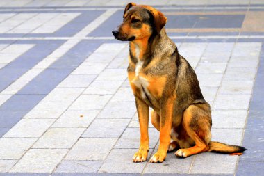 Kahverengi yorgun sokak köpeği şehir caddesinde oturuyor. Yalnız evsiz, terk edilmiş bir köpek.