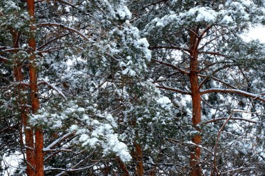 Kış manzarası. Kış ormanlarında büyük dalları karla kaplı uzun yaşlı ağaç, Dinyeper şehri.,