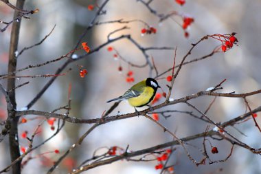 Snow Winter landscape in the park. The bird Tit with beautiful yellow and blue feathers sits in the winter on a mountain ash with red berries. Parus bird. Winter card