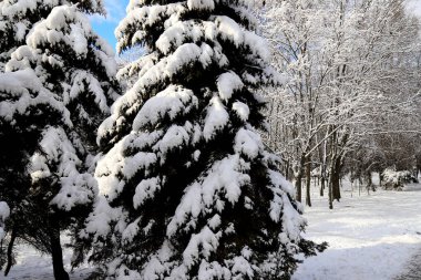 Kış parkı, karla kaplı orman. Resimli kış yeni yıl manzarası, ağaçlar.