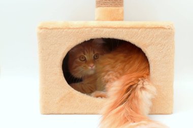 Kızıl kedi, kedi yuvasında oturuyor. Yumuşak kedi kedi kedi evinde uyur, tırmalama direği olan kulede. Aksesuarlar, hayvanlar için oyuncaklar