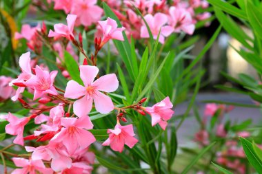 Pembe zakkum çiçekleri, bahar aylarında açan Nerium zakkum. Çalılık, küçük ağaç, kırmızı bahçe bitkisi. Hırvatistan 'da pembe yaz zakkum geçmişi