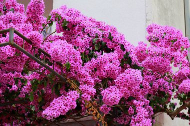 Bougainvillea, tropik bölgelerdeki bir evin yakınında yetişen pembe, mor ya da küçük bir ağaçtır. Hırvatistan 'da Bougainvillea çiçeği