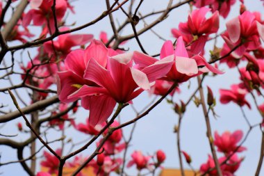 Güzel manolya ağaçları bahar zamanı çiçek açar. Jentle Çin kırmızı manolya çiçeği. Romantik çiçek arkaplanı.
