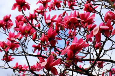 Güzel manolya ağaçları bahar zamanı çiçek açar. Jentle Çin kırmızı manolya çiçeği. Romantik çiçek arkaplanı.