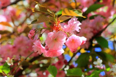 Japon kirazı, sakura ağacı, güzel pembe çiçekleri olan şehir parkında ilkbaharda çiçek açar. Sakura arkaplanı