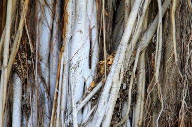 Kökler, asmalar, eski ağaç gövdesi, arka plan, birbirine dolanmış ağaç kökleri dokusu