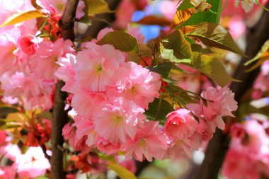 Japon kirazı, sakura ağacı, güzel pembe çiçekleri olan şehir parkında ilkbaharda çiçek açar. Sakura arkaplanı