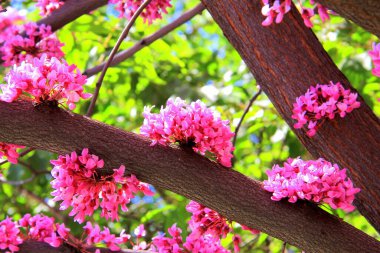 Kızıltomurcuk, Cercis, Judas ağacı, Cercis keçiboynuzu, bahar aylarında pembe çiçekli yaygın kızıltomurcuk