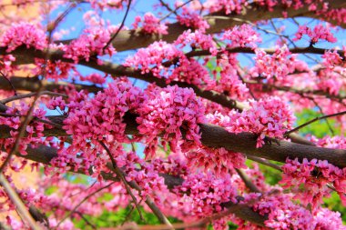 Kızıltomurcuk, Cercis, Judas ağacı, Cercis keçiboynuzu, bahar aylarında pembe çiçekli yaygın kızıltomurcuk