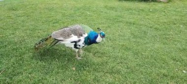 A bright blue beautiful peacock with long tail and feathers dances mating dance in park, zoo. Peacock feather background. Nature walks in summer and spring